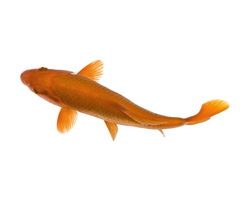 orange koi fish